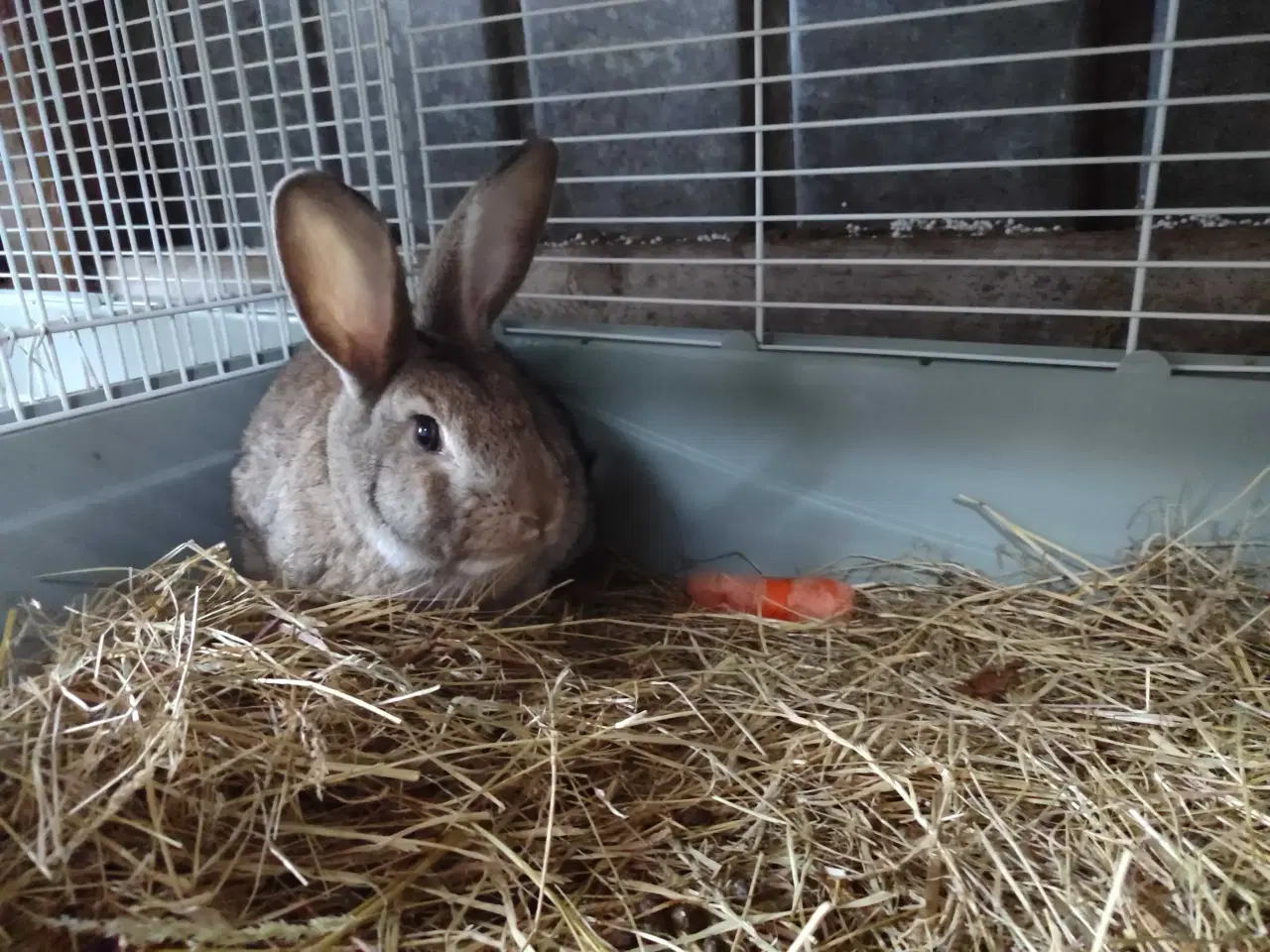 Billede 1 - Kaniner Tyske/Belgiske kæmpe blanding slagtekanine