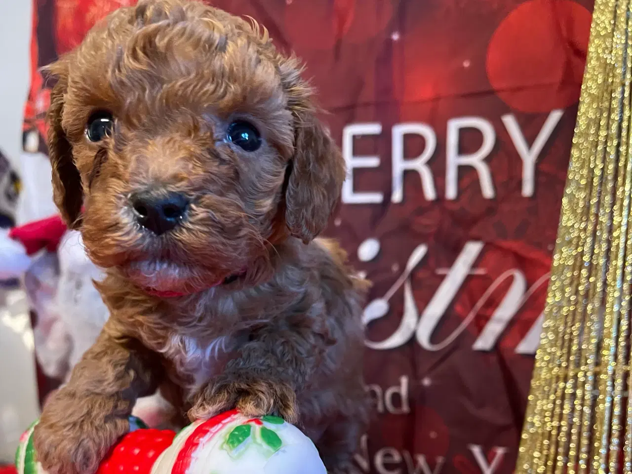 Billede 2 - Maltipoo hvalp inden jul ?? 