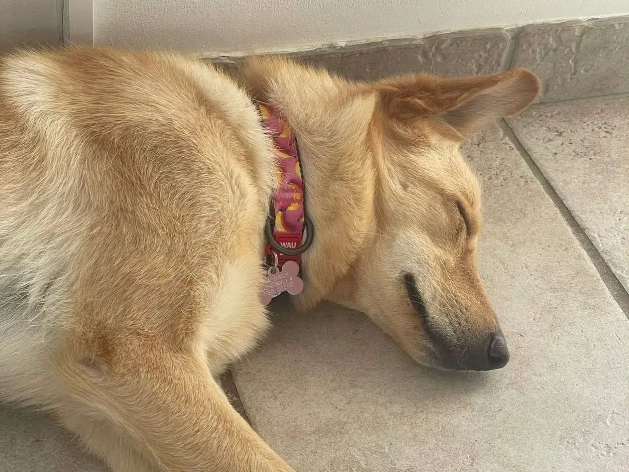 Billede 10 - Smukke Daisy søger familie