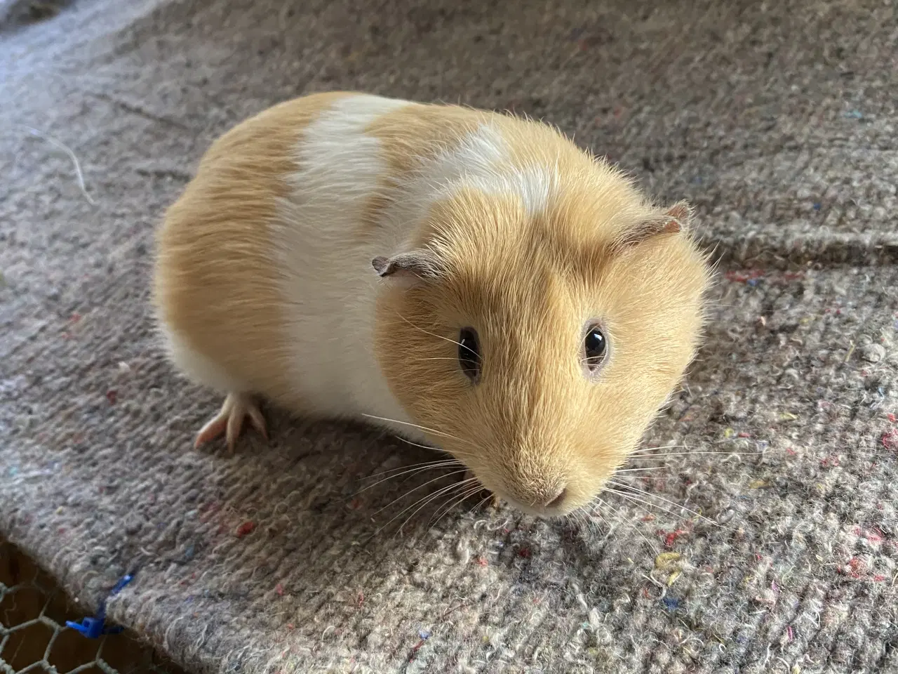 Billede 1 - Hun marsvin sælges