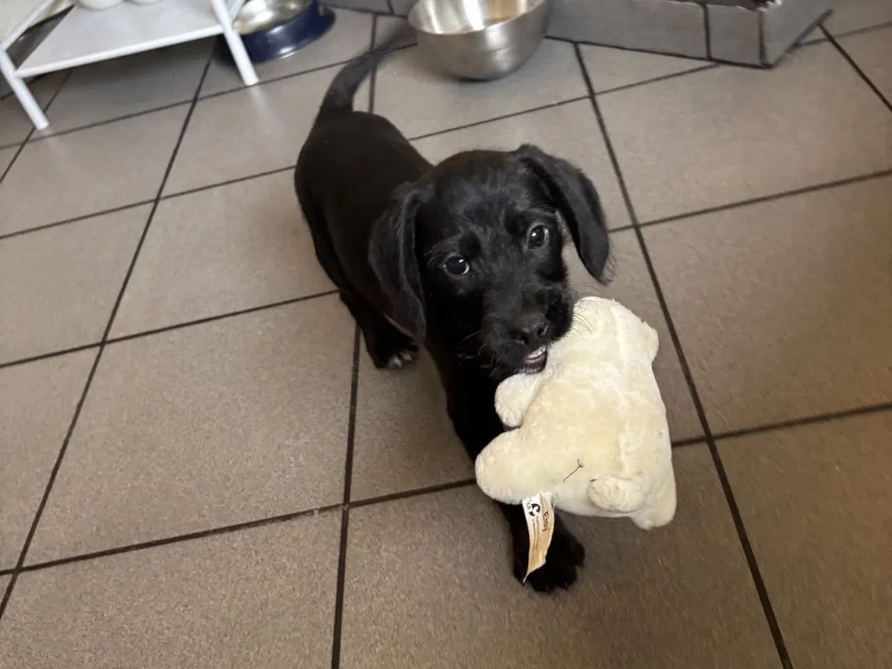 Billede 3 - Dansk/svensk gårdhund blanding