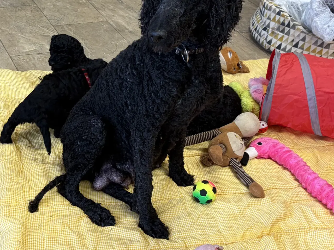 Billede 20 - Ægte mellem/ stor puddel babyer 