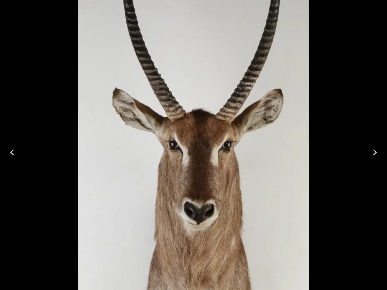 Billede 1 - Jagttrofæ Waterbuck fin stand