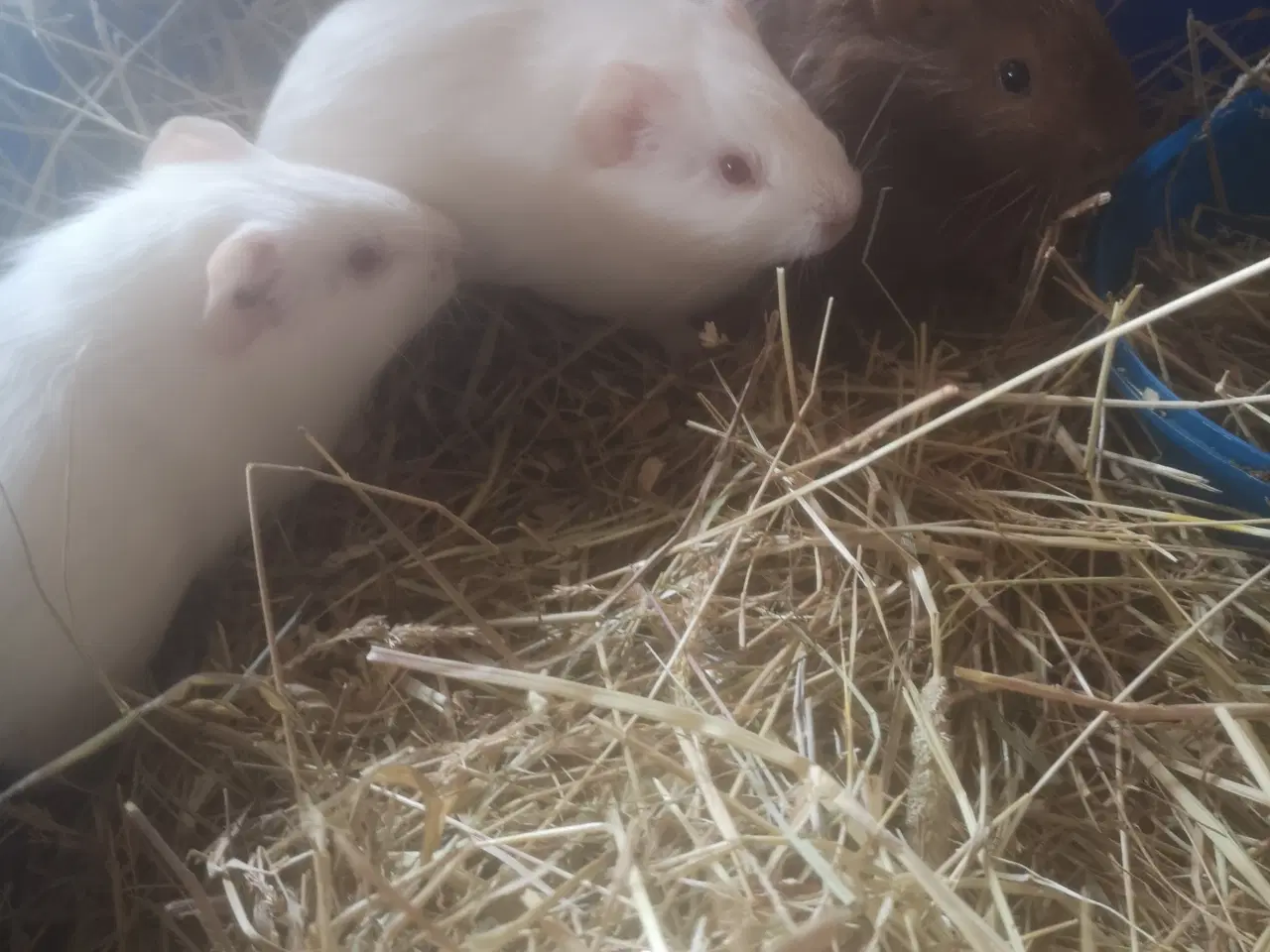 Billede 2 - Marsvin