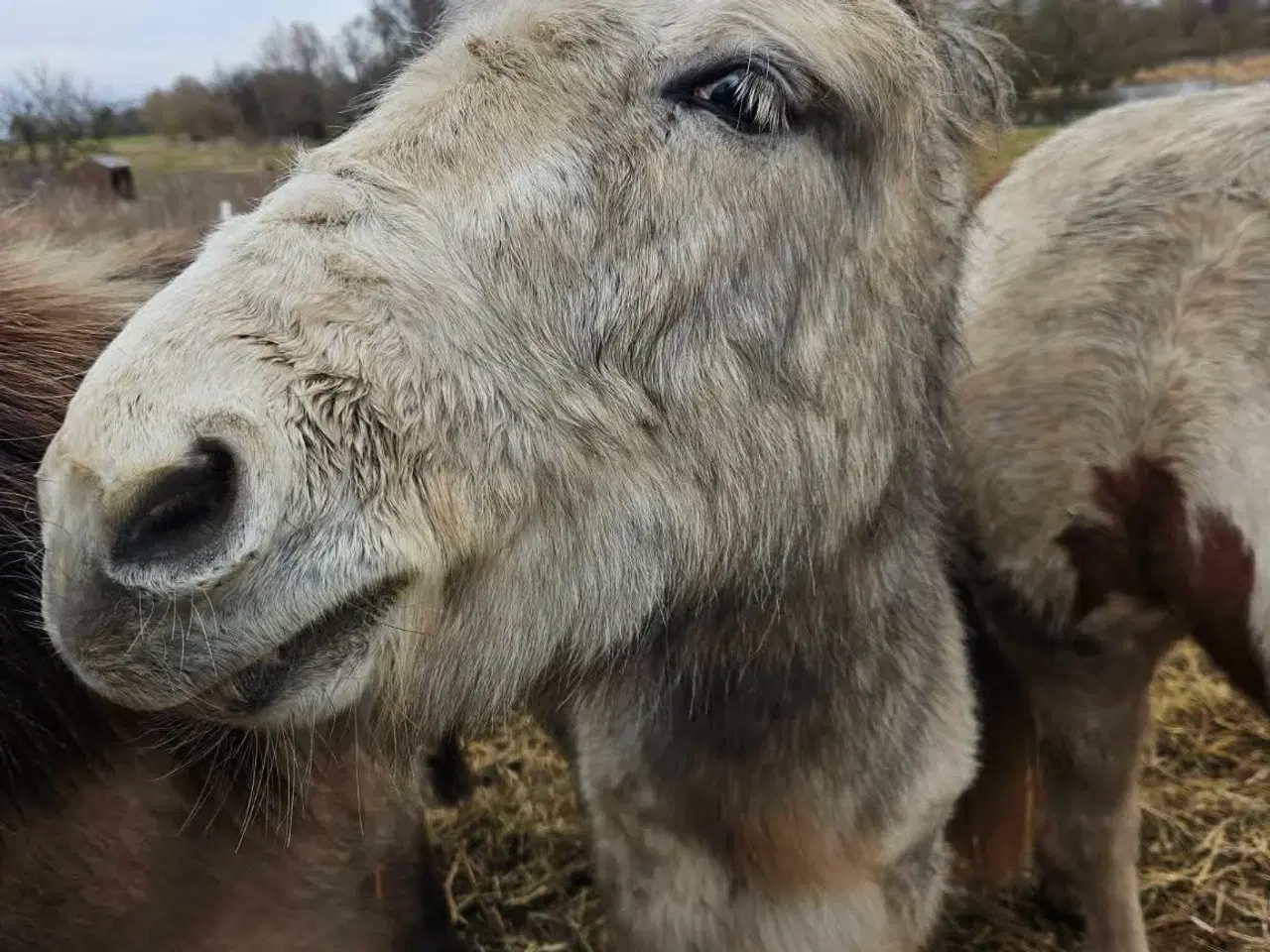 Billede 5 - 💜 Lille Benny Bomstærk søger sit menneske.  