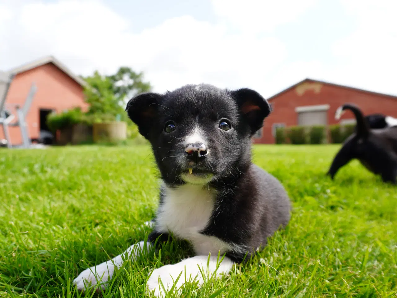 Billede 3 - Border Collie hvalpe