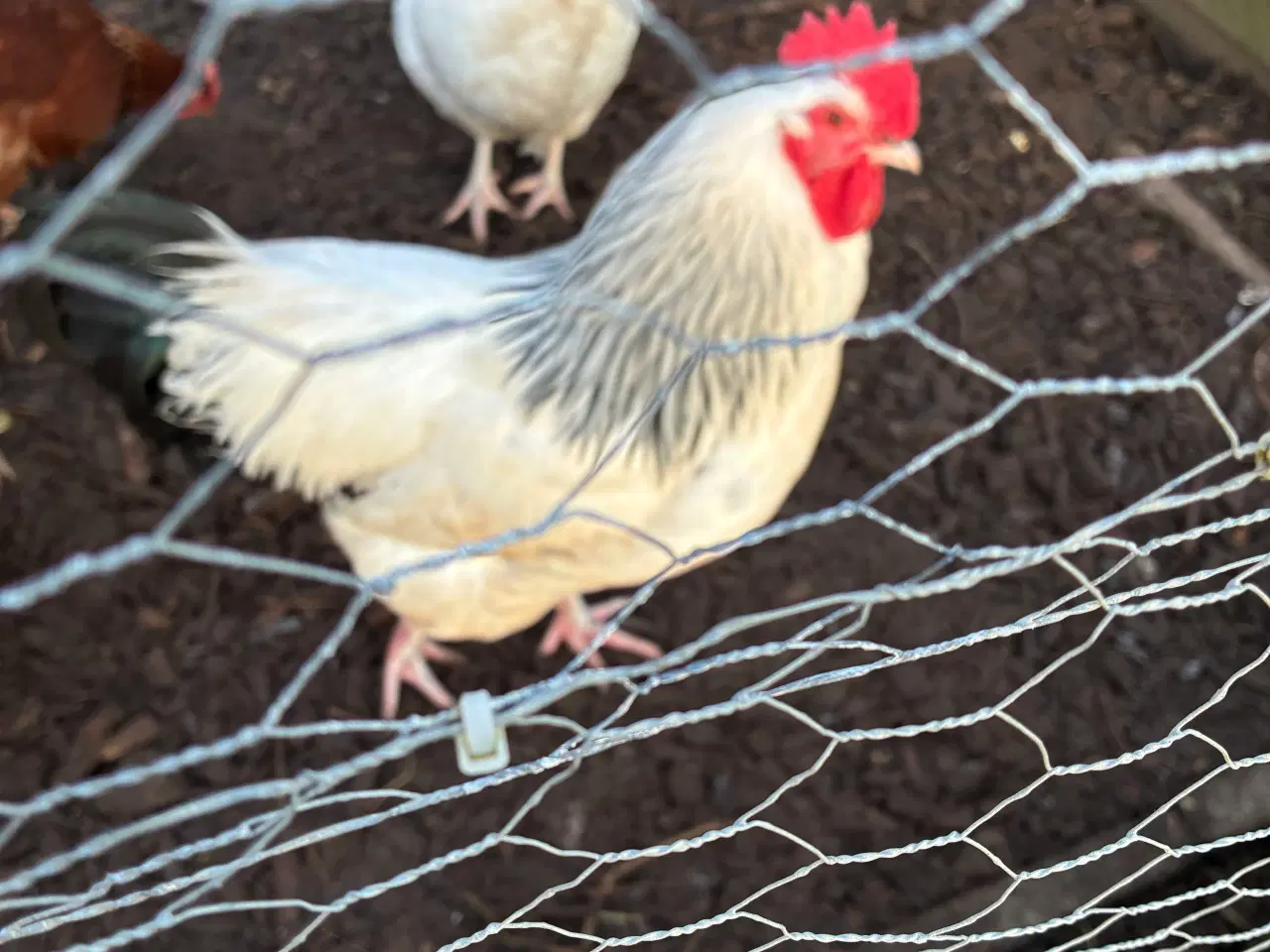 Billede 2 - Lys Sussex