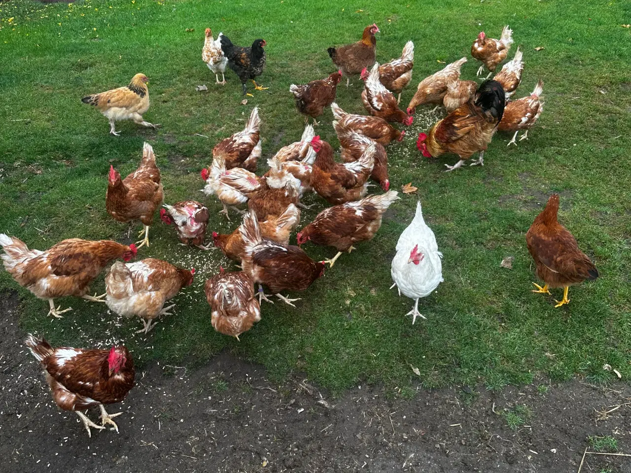 Billede 1 - 🐓 Isa Brown høns til salg 40kr stk🐓