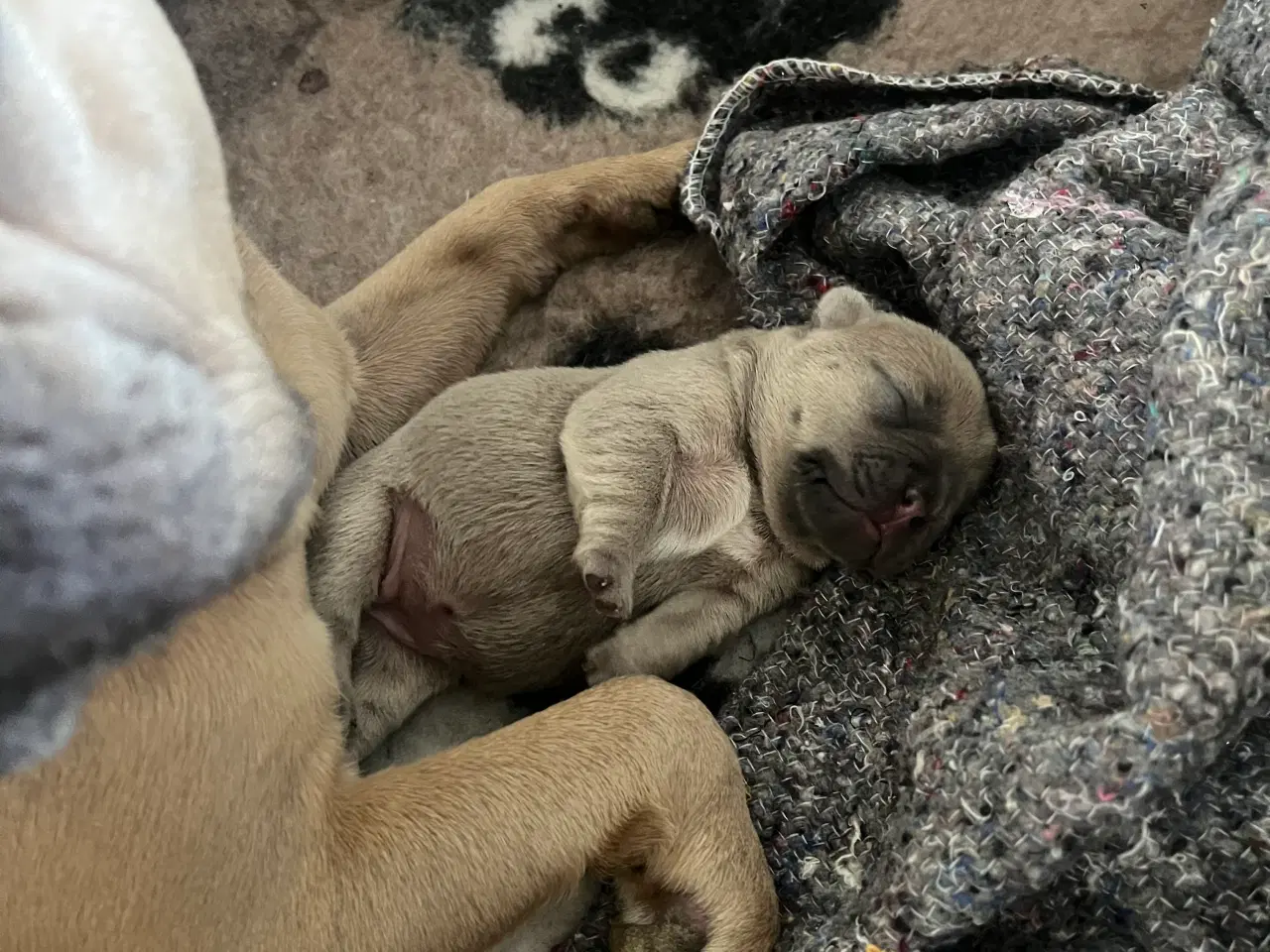 Billede 4 - Fransk bulldog hvalpe 