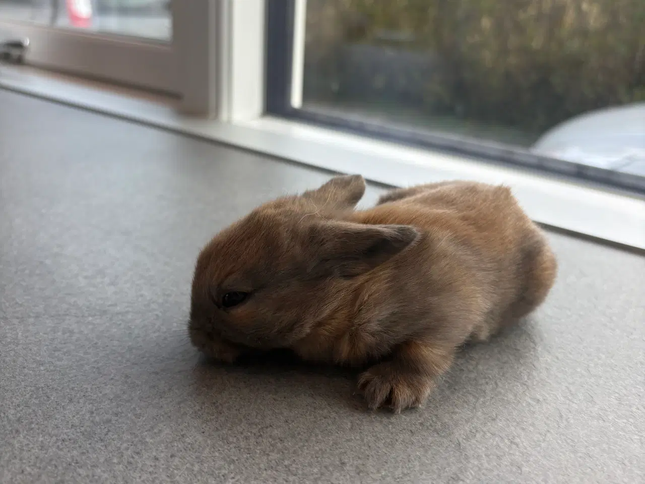 Billede 1 - Kanin unger 