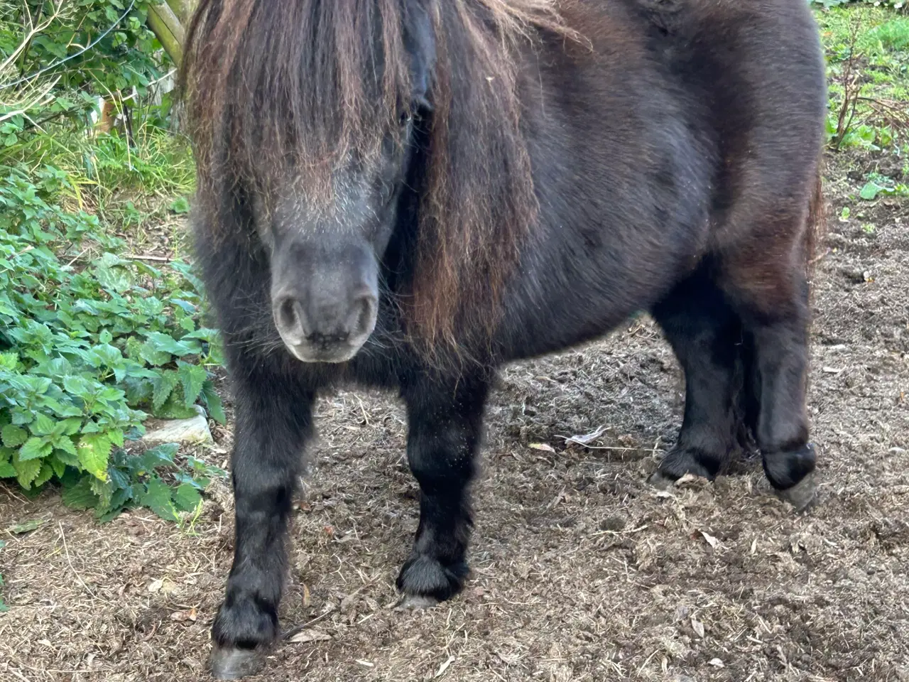 Billede 6 - Skøn mini shetlænder hoppe sælges 