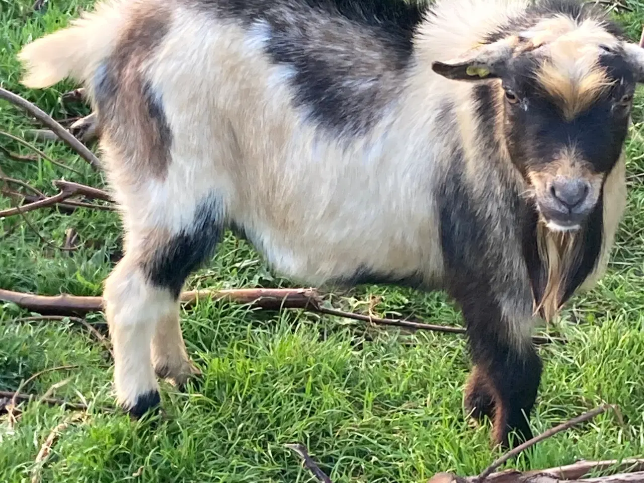 Billede 1 - Gedebuk til udlejning