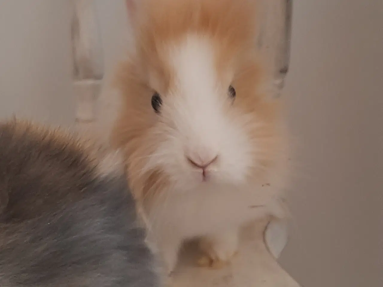 Billede 2 - 8 Unge kaniner🐰🐇 forskellige racer