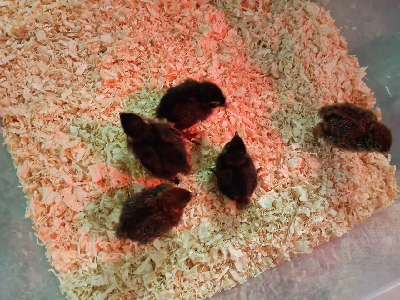 Billede 1 - Daggamle vagtel kyllinger