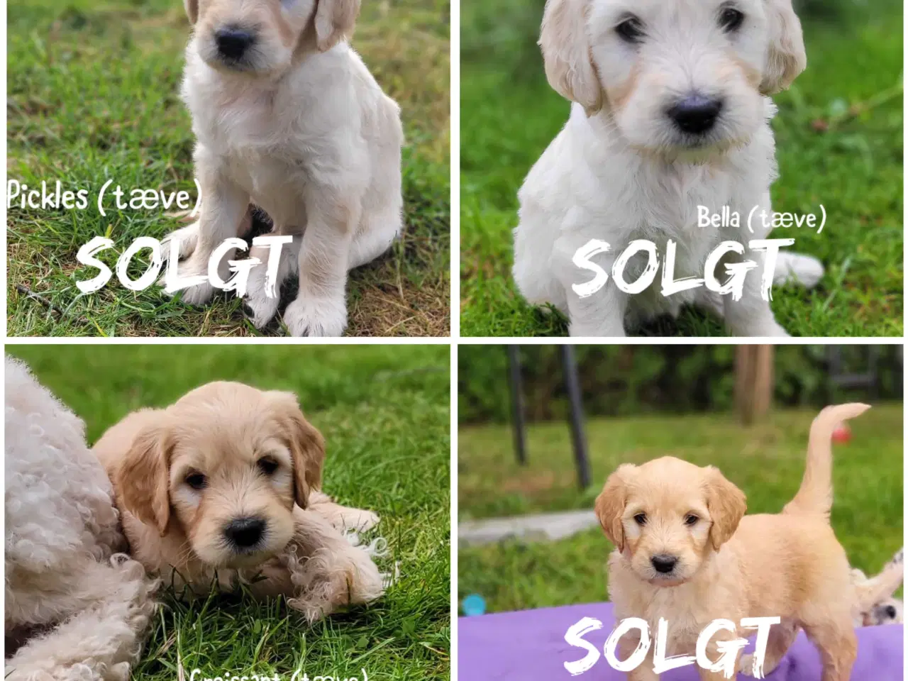 Billede 2 - Goldendoodle 