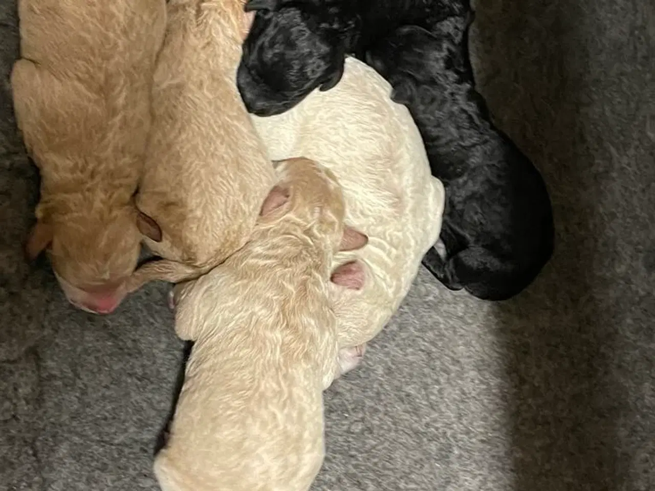 Billede 7 - Goldendoodle Mellem klar uge 40