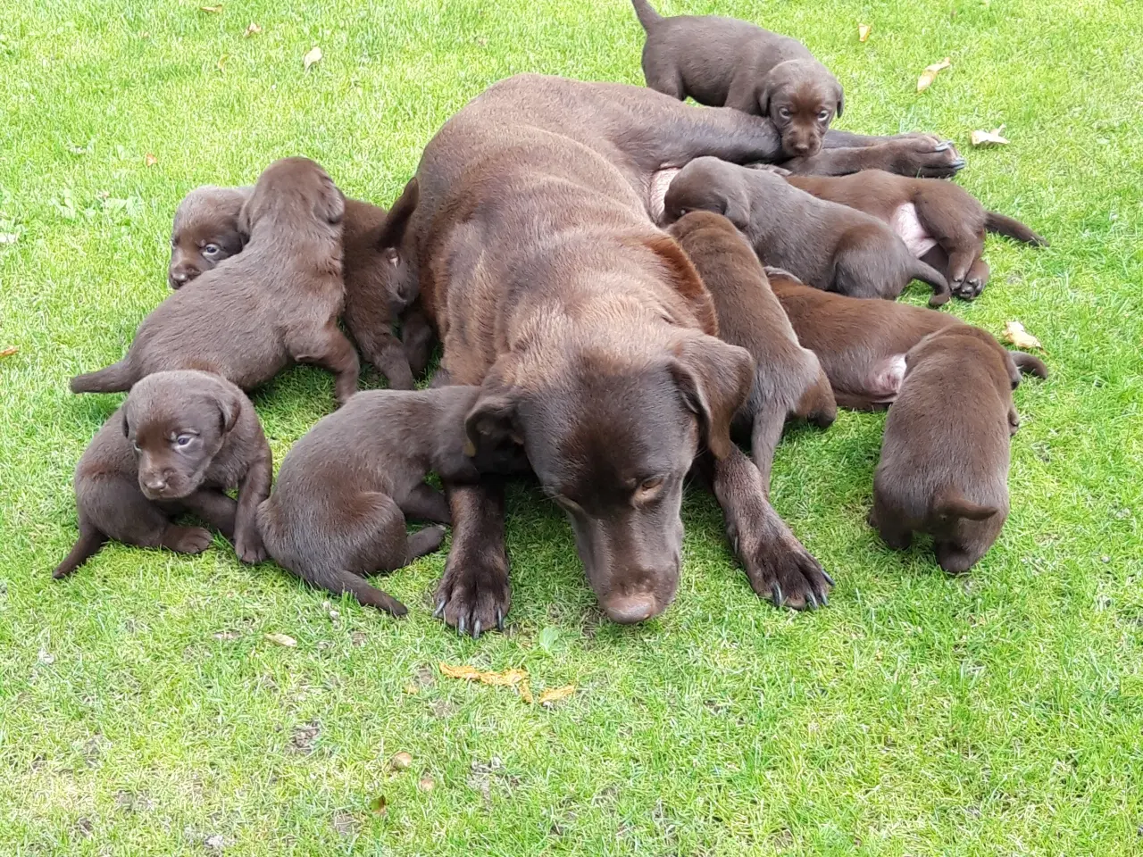 Billede 1 - Brune Labrador 