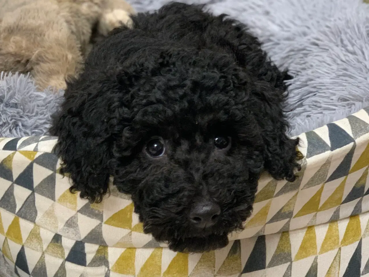 Billede 12 - Golden Doodle F1B babyer er rejse klar