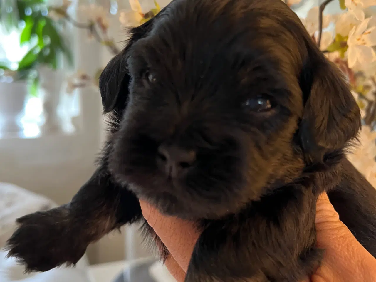 Billede 5 - Sødeste Bichon Havanais 