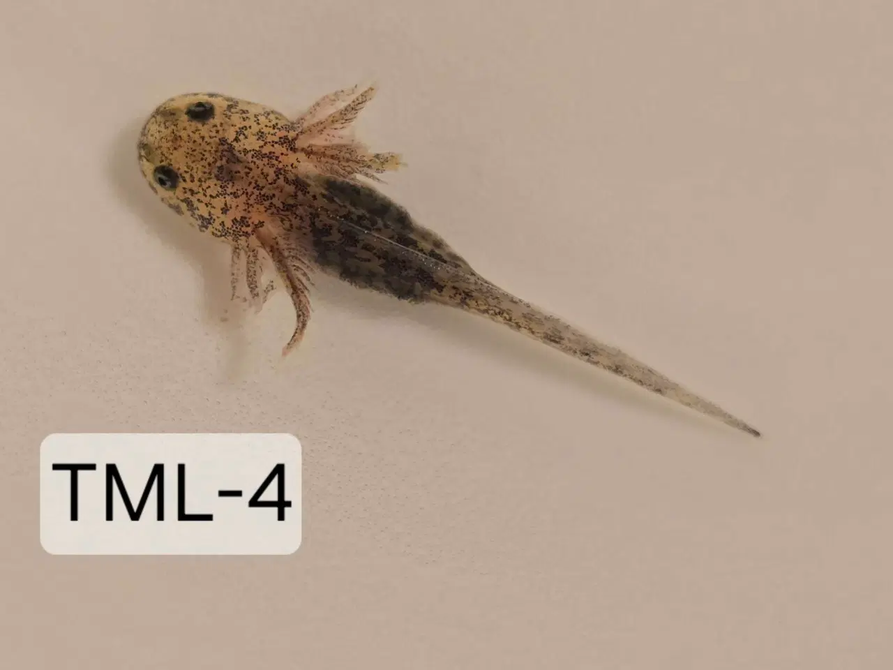 Billede 1 - Sjældene Axolotl unger m. Stamtavle 