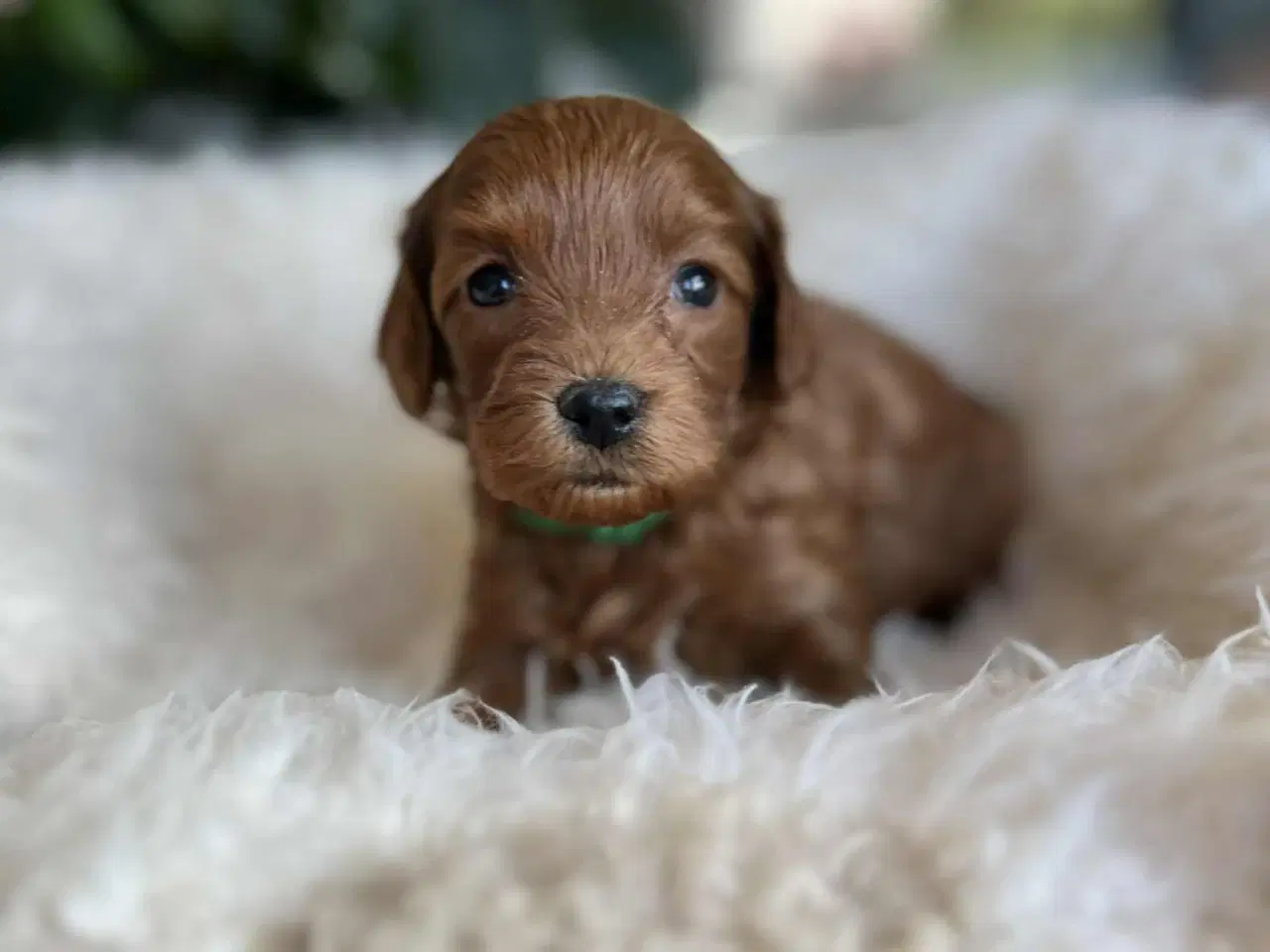 Billede 3 - Maltipoo tæve 