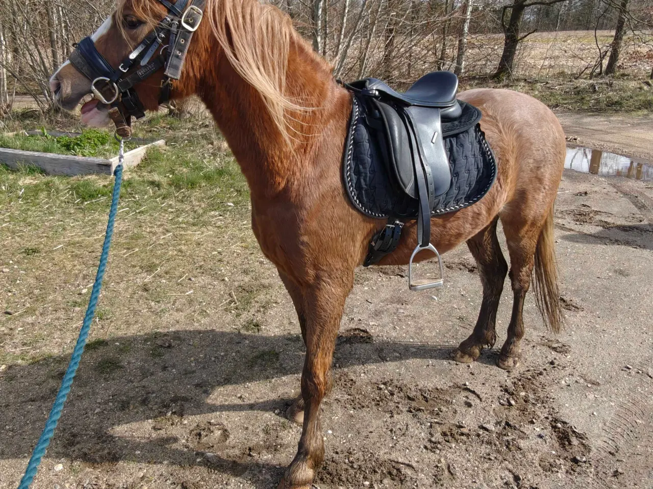 Billede 8 - Welsh pony vallak