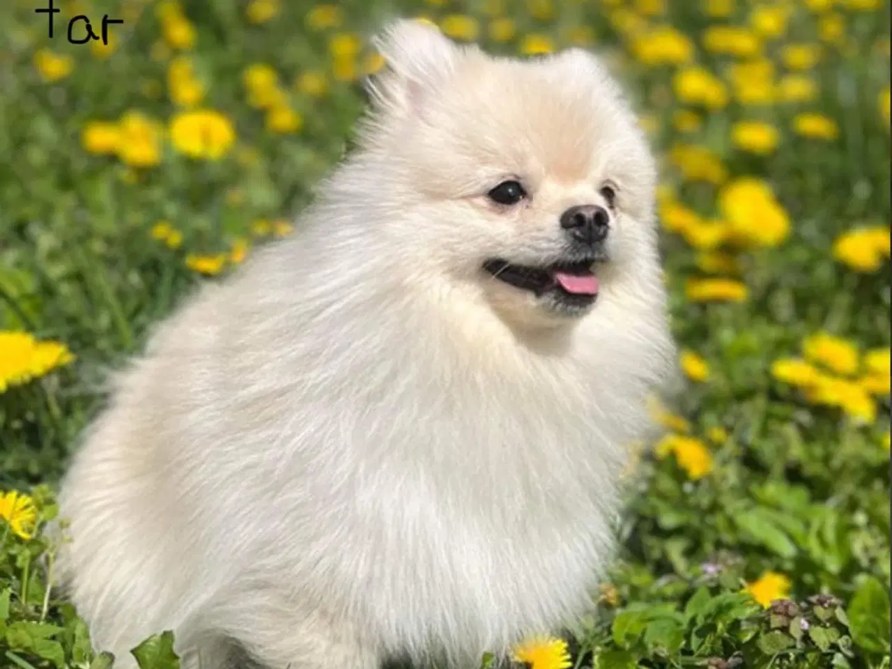 Billede 9 - Pomchi hvalpe