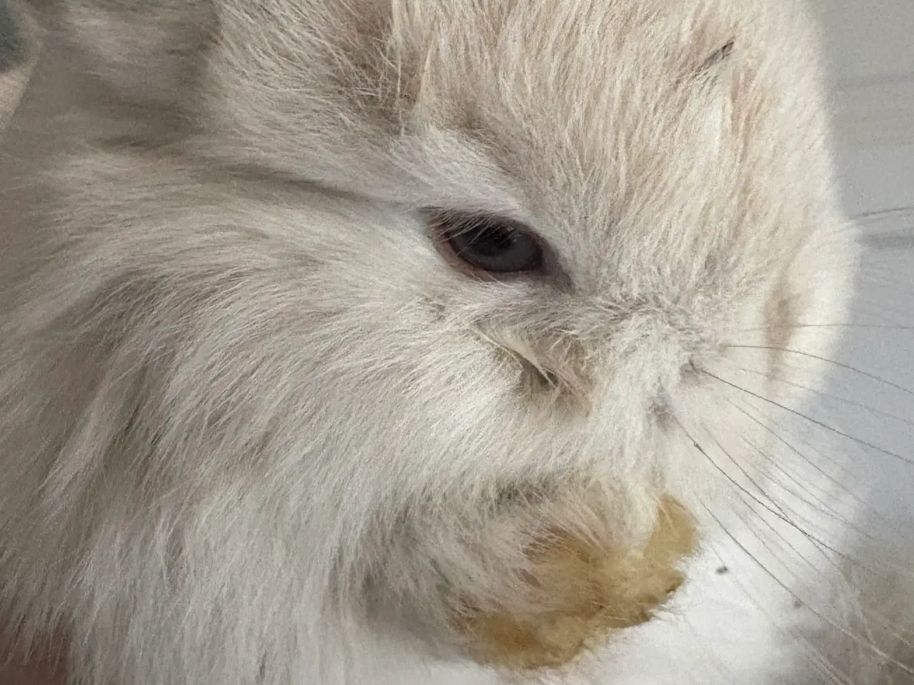 Billede 1 - Minilops unger