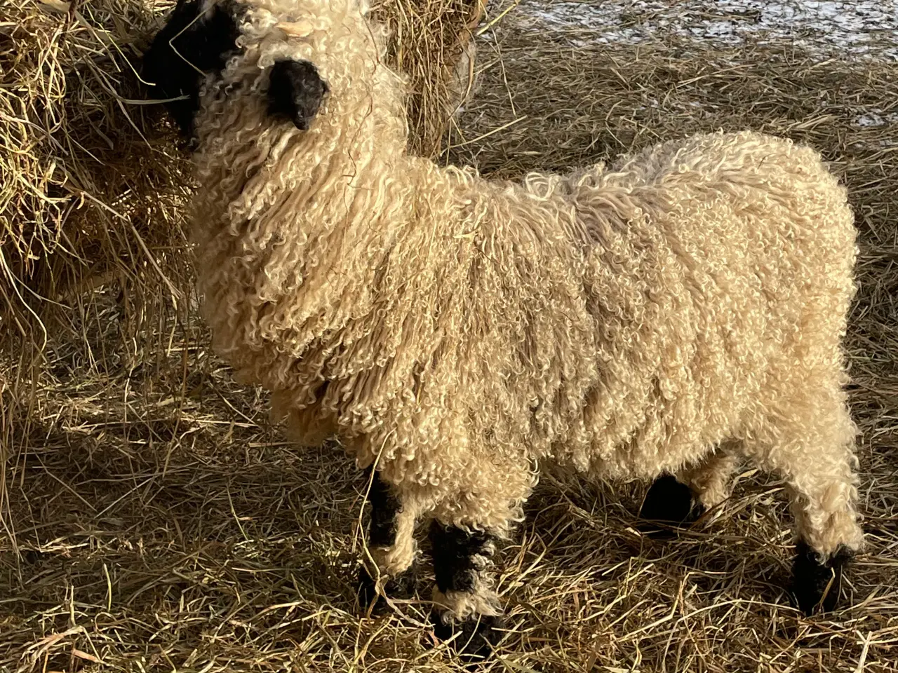 Billede 1 - Flot Valais Blacknose vædderlam 
