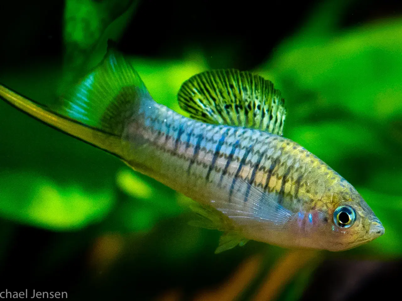 Billede 3 - Xiphophorus nezahualcoyotl - Nezzie Sværddrager - 