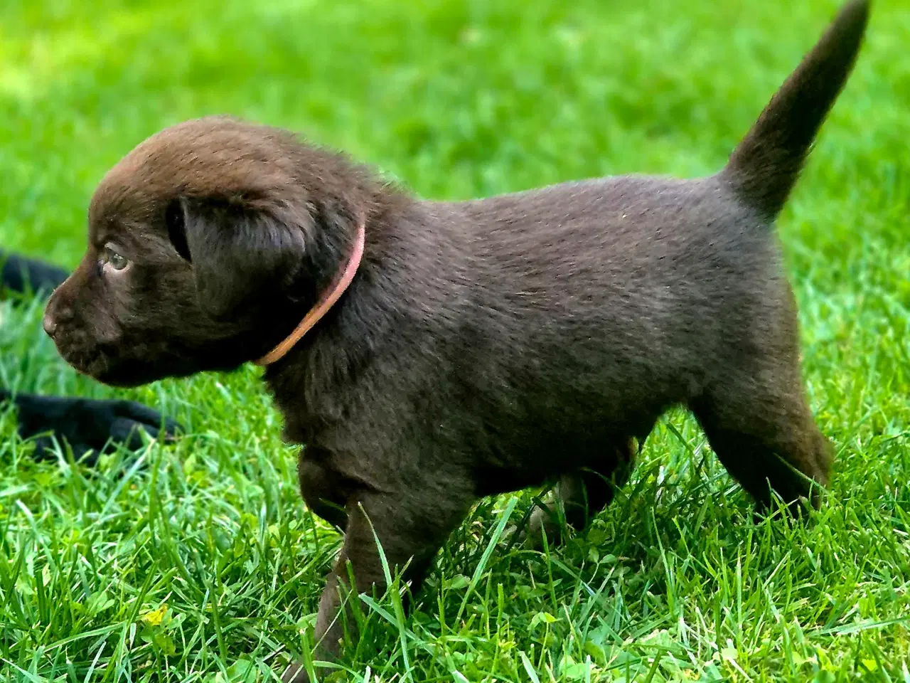 Billede 3 - Sunde, sociale labradorhvalpe i sort og brun 🐶