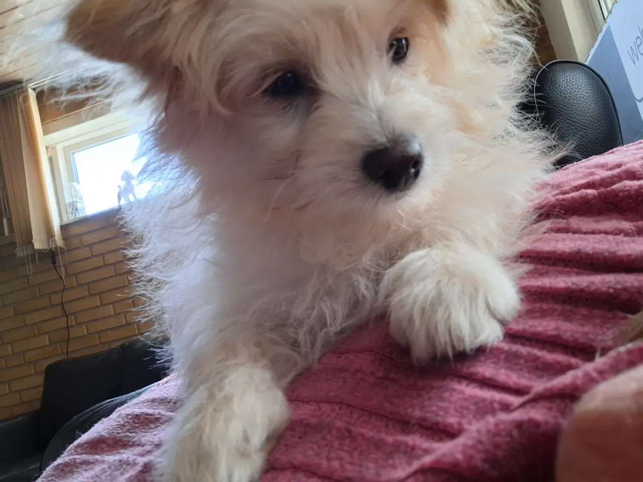 Billede 1 - Pompoo hvalpe 1 drenge klar nu