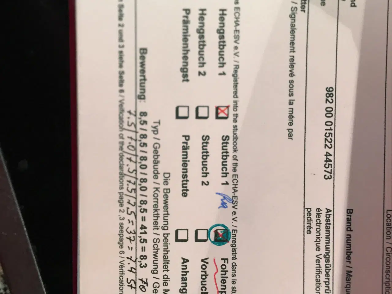 Billede 8 - Hoppe til hygge/avl/let ridning