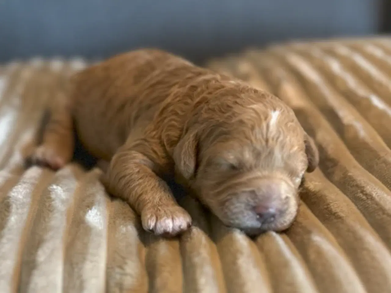 Billede 1 - 7 Skønne Golden Doodle hvalpe (F1B)