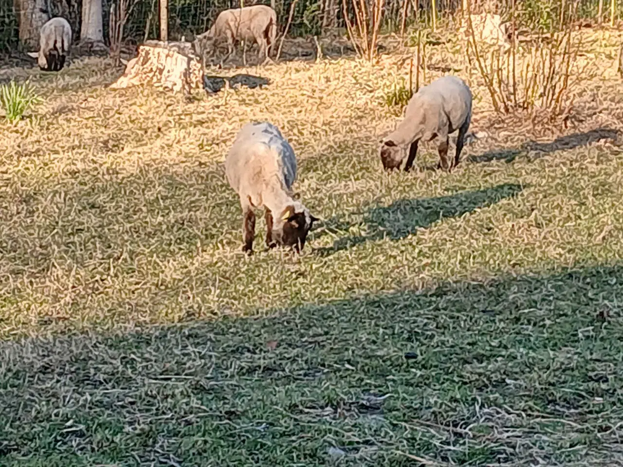 Billede 1 - 4 får + 3 lam