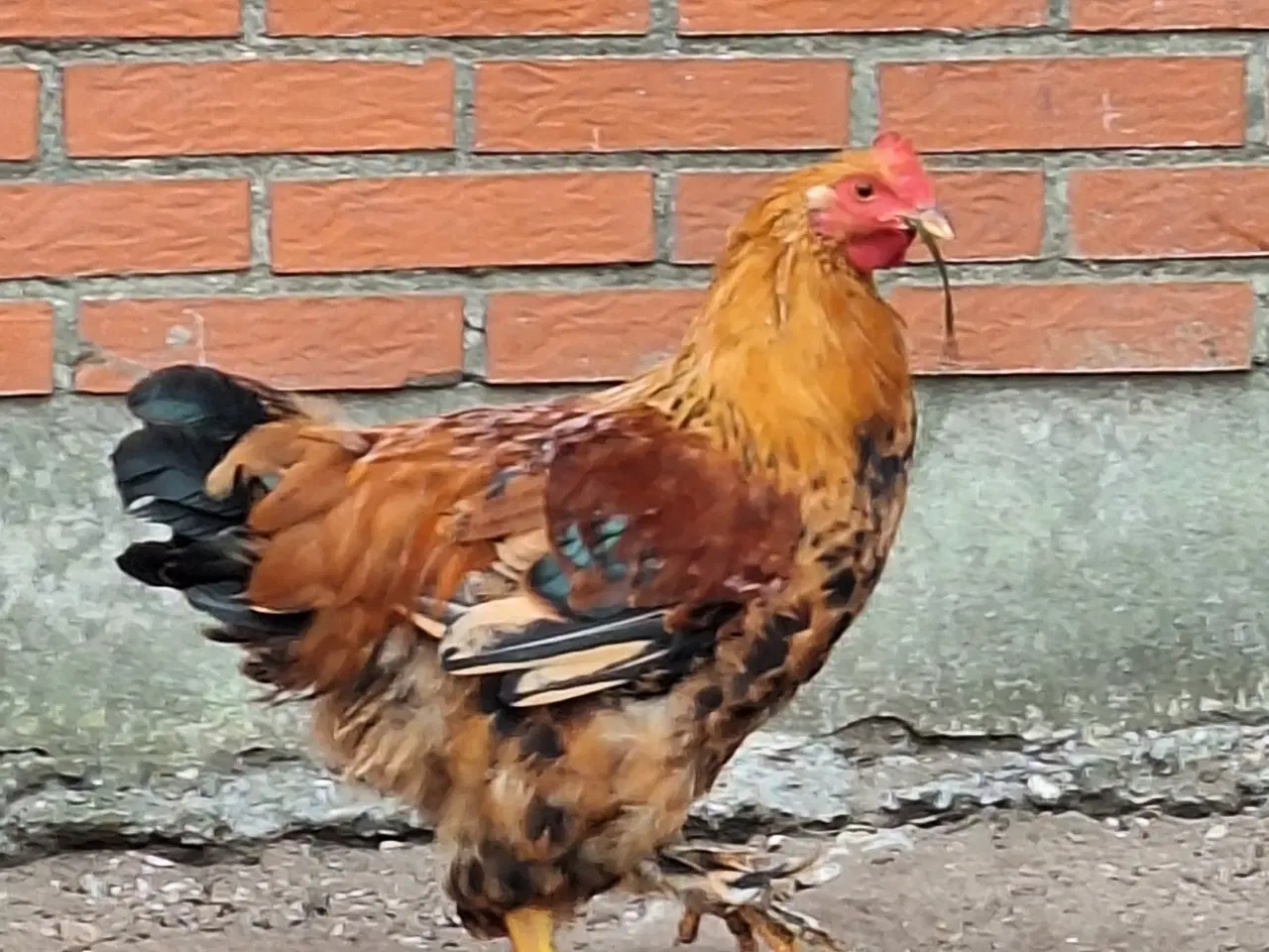 Billede 2 - To flotte unghaner