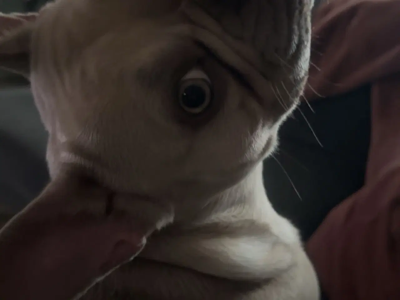 Billede 3 - Den smukkeste blue / zobel 