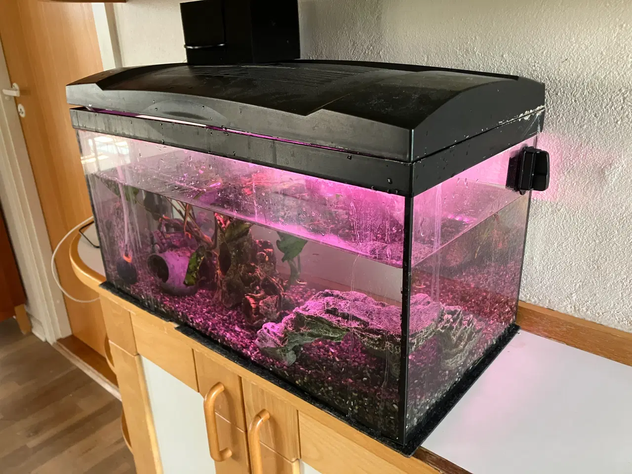 Billede 7 - Akvarium og fisk