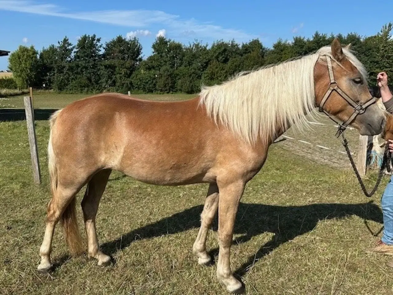 Billede 2 - Lækker haflinger hoppe