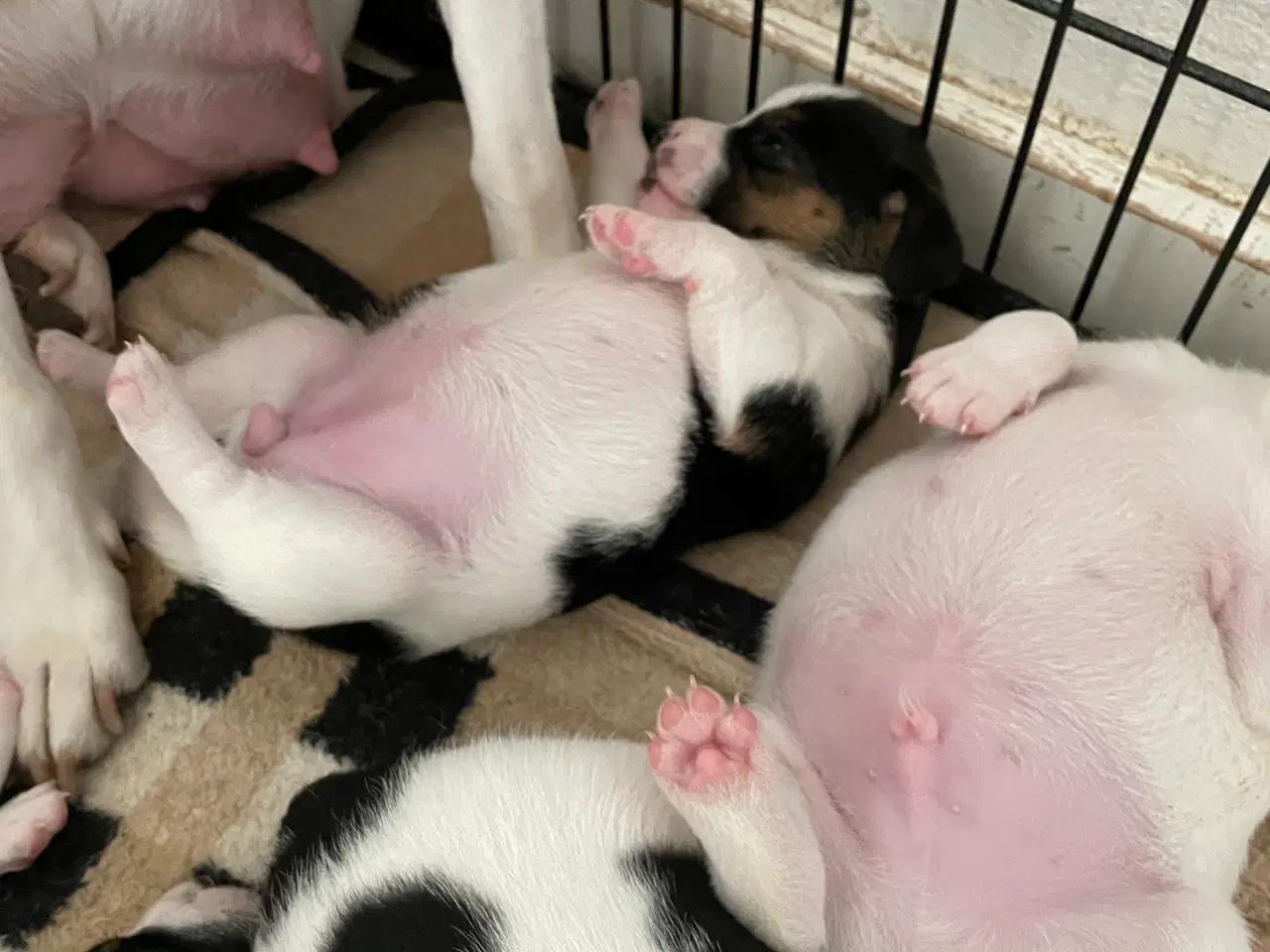 Billede 5 - Dansk Svensk gårdhunde hvalpe