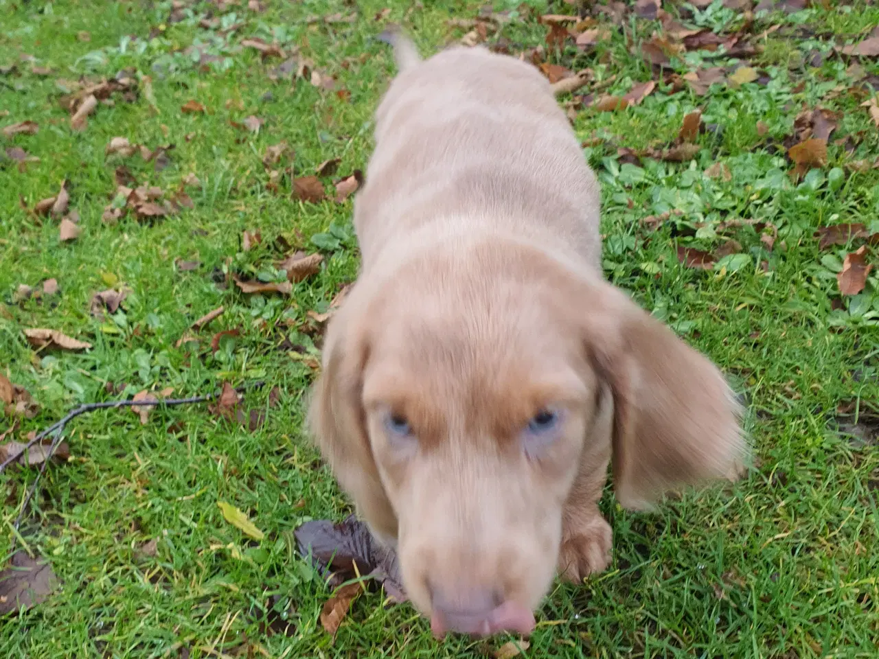 Billede 3 - Langhåret rød merle gravhunde hvalpe