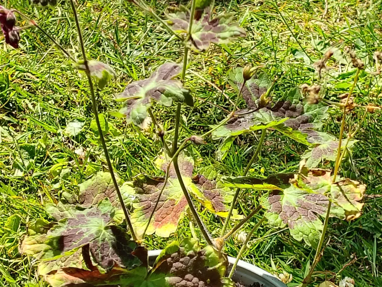 Billede 5 - Geranium m små mørkerøde blomster 