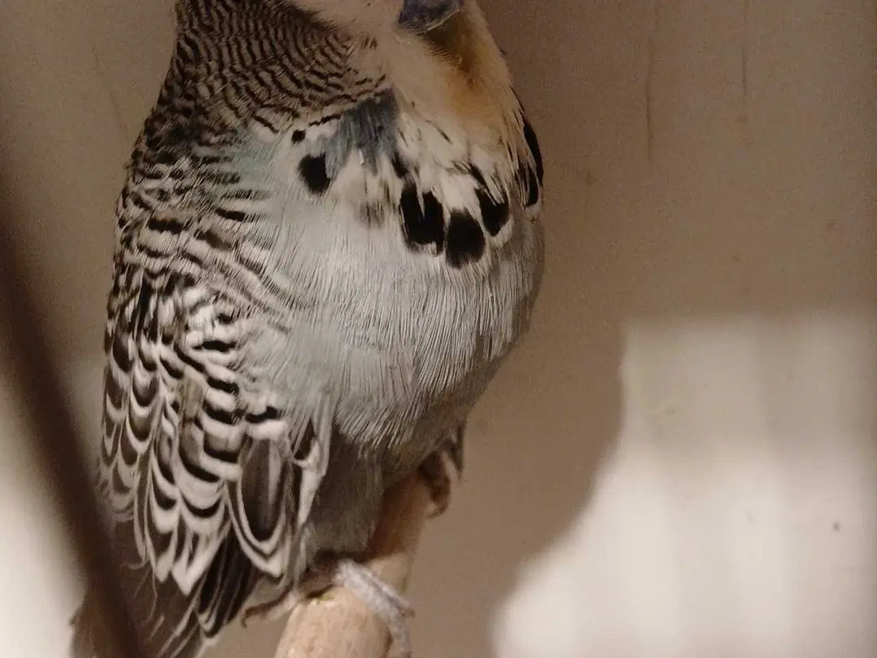 Billede 10 - 1 par Engelske undulater 