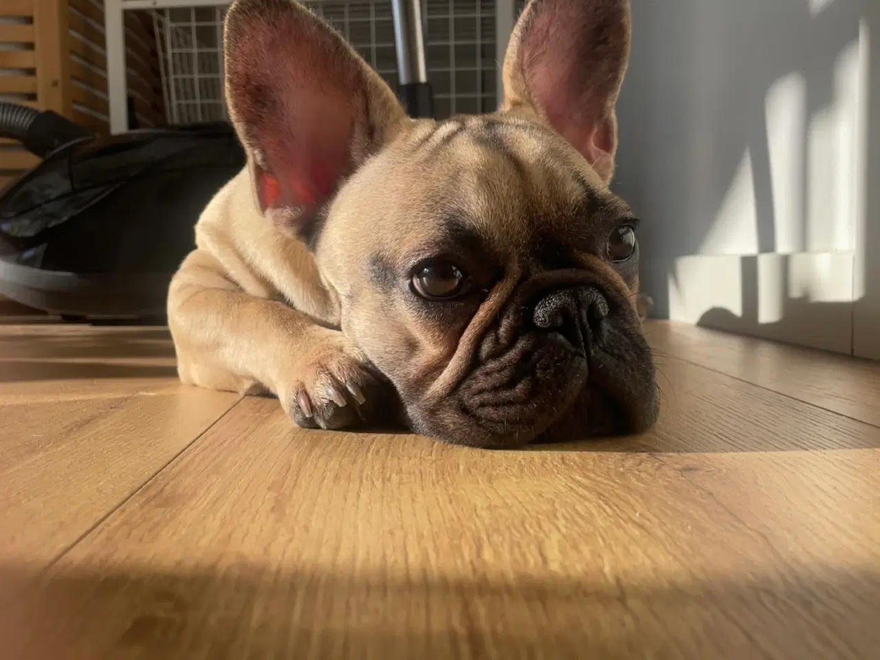 Billede 2 - Fransk Bulldog 