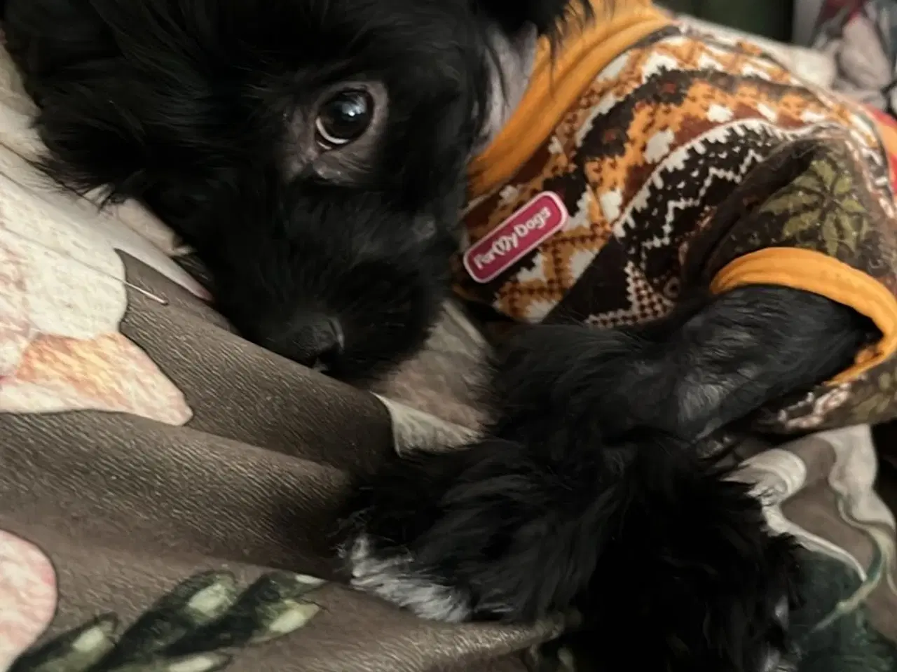 Billede 5 - Chinese crested/Kinesisk hårløs, allergivenlige