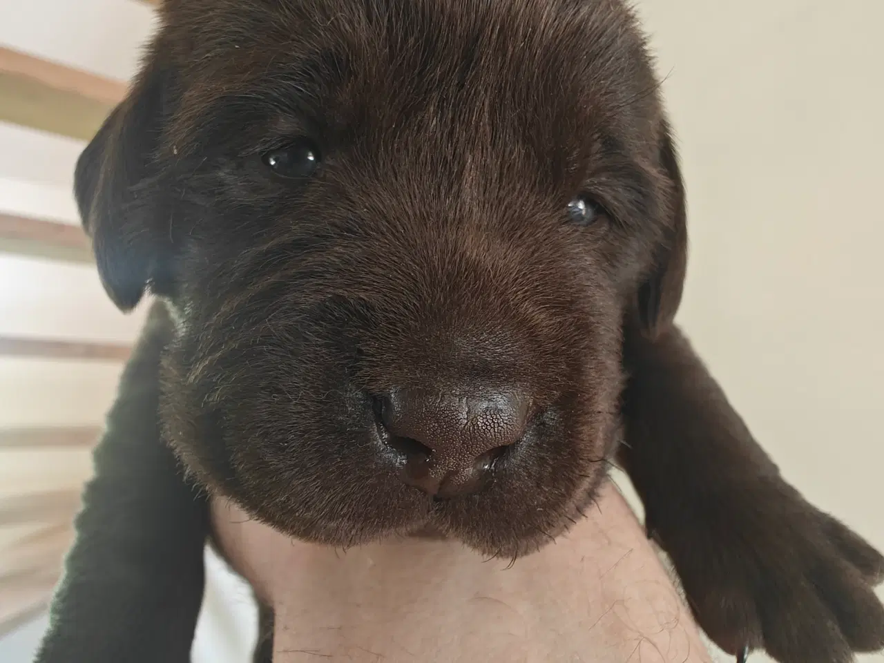 Billede 5 - Brun labrador hvalpe sælges 