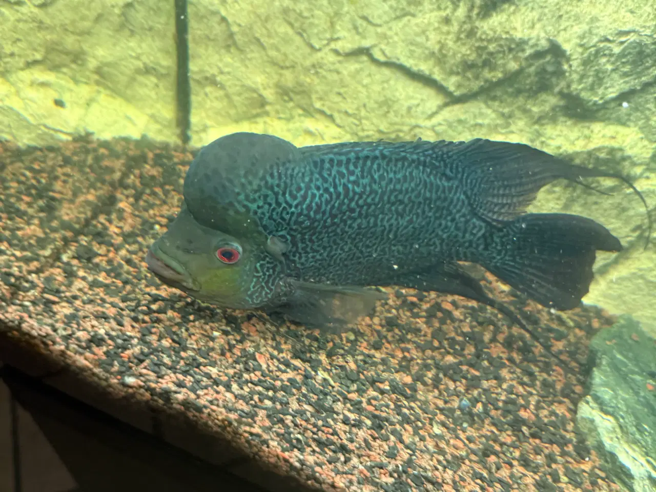 Billede 1 - Flowerhorn