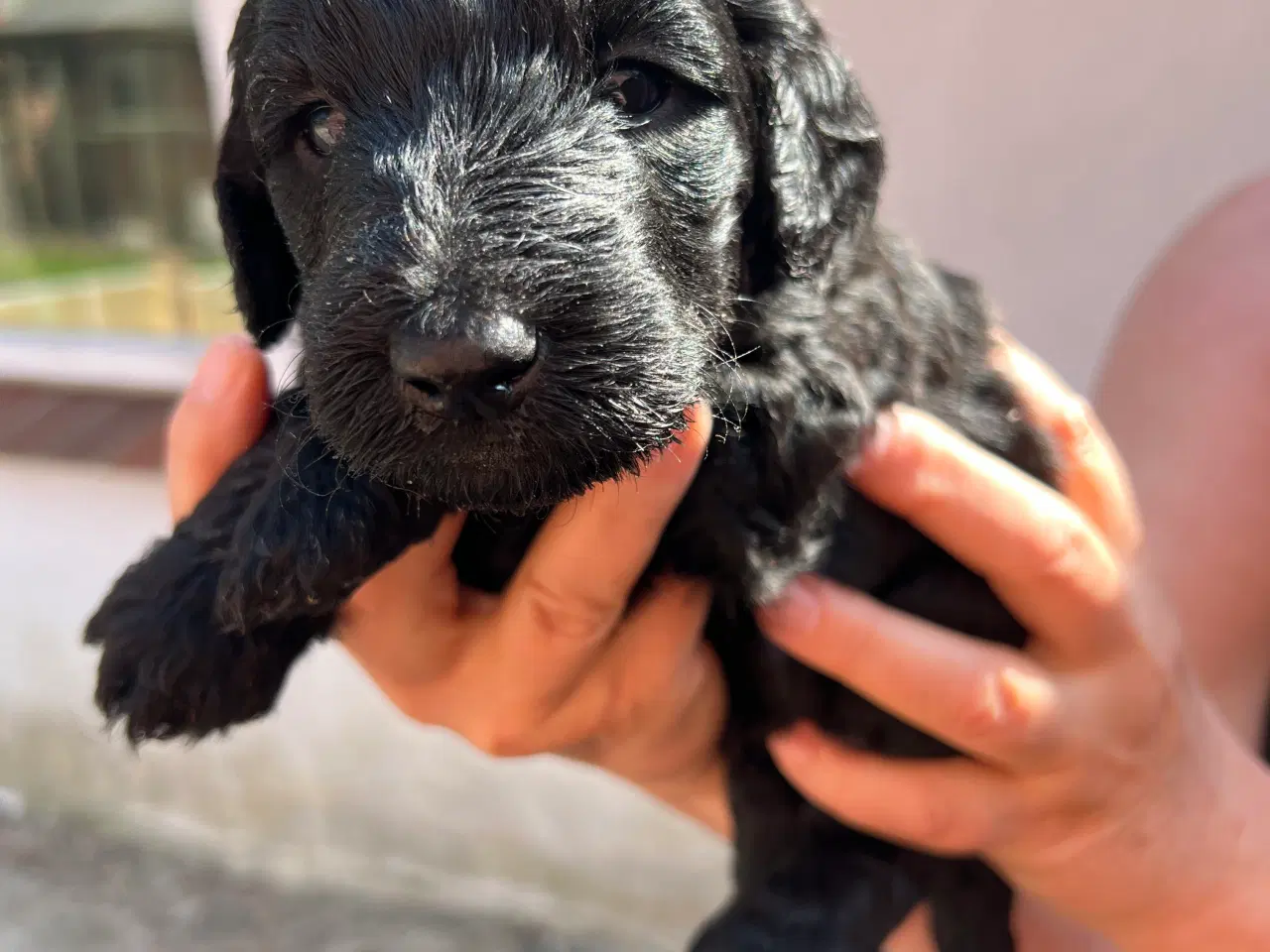 Billede 8 - Goldendoodle hvalpe 