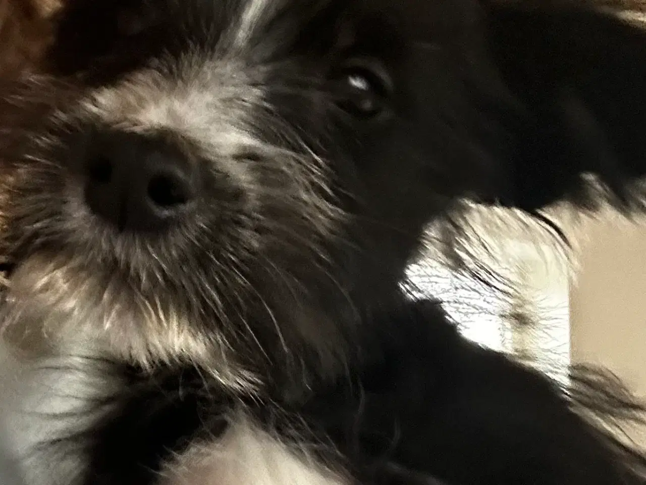 Billede 3 - Psykisk servicehund