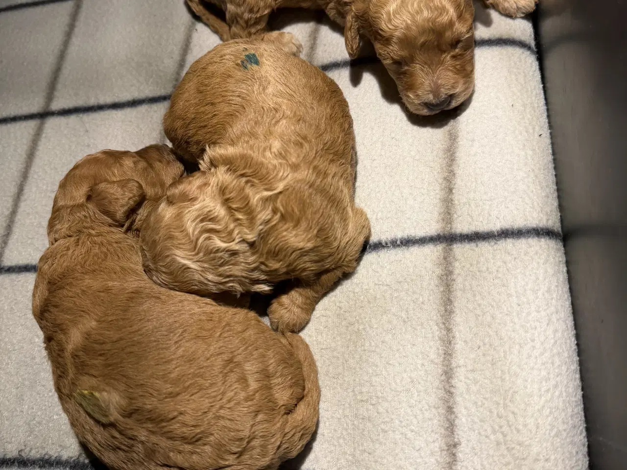 Billede 9 - 🐾maltipoo miniature 🩷februar 💙marts 🐾